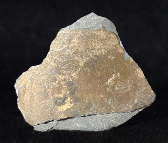 Changaspis elongata LEE in CHIEN 1961  - Bild © FossNet FossilienStore